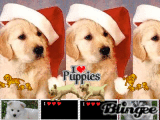 Puppy Love Puppy Love