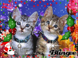 two cat