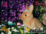 Linda(conejo)