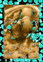 SandDevil