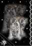 Winter Tigers Winter Tigers