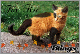 Fox Kit Fox Kit