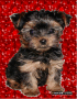 cachorro