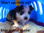 Stop animal abuse!
