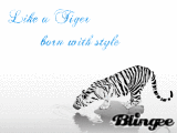 Like a Tiger, born with style