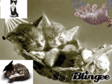 I love cats