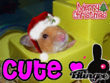my hamster r.i.p :(