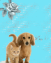 dog e cat
