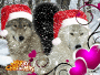 wolves have Christmas too!