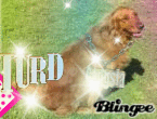 The dog!