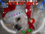 CHIEN