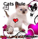 Cats Rule