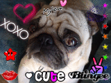 Chien Chien