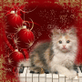 Concerto pour quatre pattes
