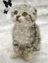 cute kitten