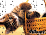le chaton trop mignon