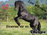 Pour équidéow