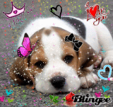 Beagle puppy