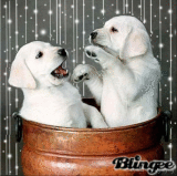 white lab puppies