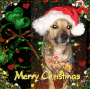 My Boy Sayzzz....Have a Woofy Xmas!!