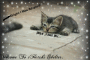 Adoption Pic Sample 1#