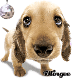chien