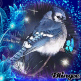 PETIT GEAI BLEU