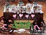 puppies