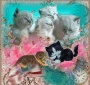 ADORABLES GATITOS!! ADORABLES GATITOS!!