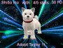 Taylor The Shiba Inu