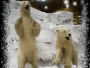Polar Bear stars