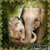 A mothers love - BBP - Animal challenge
