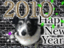doggie new year