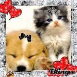 cat and dog =D 