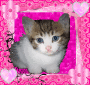 Katzenbaby