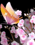 Magic Butterfly