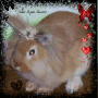 mon lapin luostic