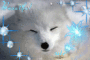 Renard Polaire