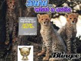 Cheetahs