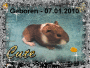 Meerschweinbaby Baby 2 =) Meerschweinbaby Baby 2 =)