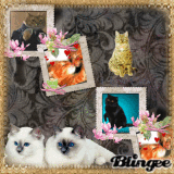 I LOVE CATS