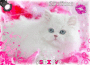 LE PLUS BEAU CHATON BLANC