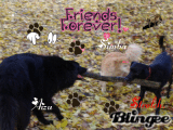 Friends for Ever