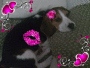 Willi