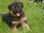 German Shepard Puppy