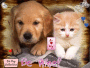 puppy+kitty puppy+kitty