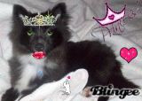 animated pet princess valentines dog