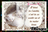 bonjour mes amis