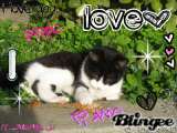 pippino t.v.1.k.d.b.