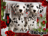 DALMATIENS DALMATIENS